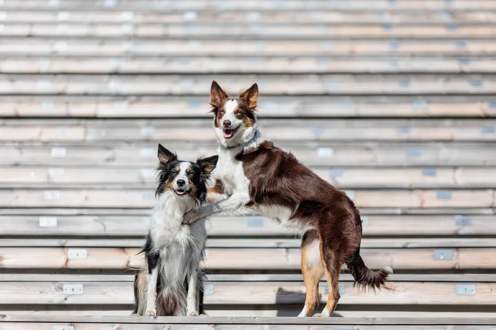 Šunys / R. Tenio nuotr.