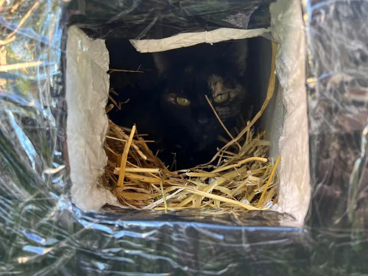 Namelis beglobėms katėms / VšĮ „Rožinė pėdutė“ nuotr.