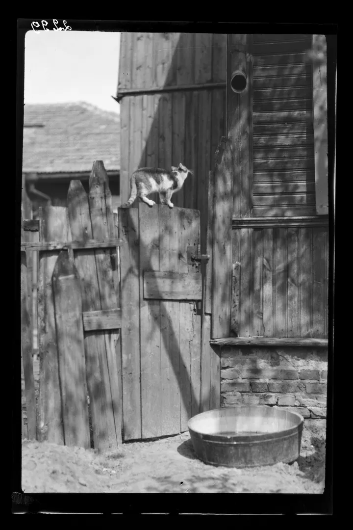 Katinas Ingelevičių namų kieme. 1925–1926 m. Fotografas Antanas Ingelevičius Lietuvos nacionalinis muziejus, ENeg 2299