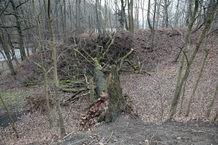 Nulūžęs senolis ąžuolas Parodos gatvės kalno pašonėje / M. Patašiaus nuotr.
