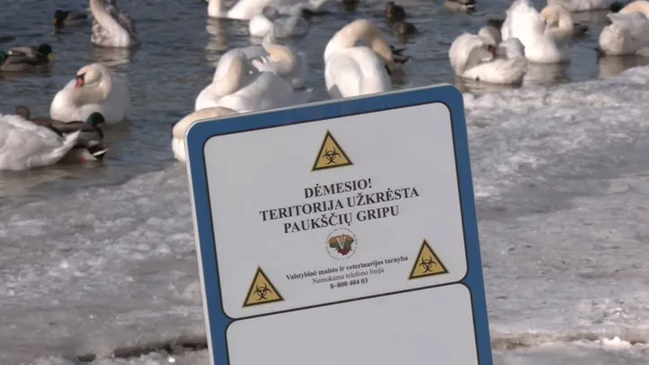 Paukščių gripas / LNK stop kadro nuotr.