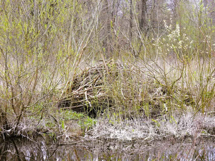 Bebrų buveinė (L.Skirbutienė)