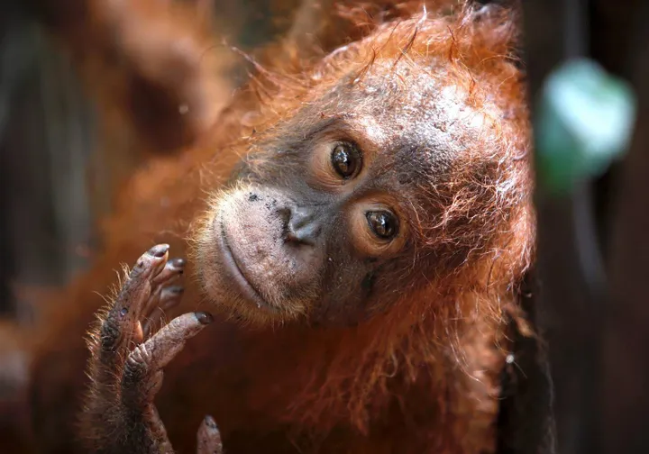 Orangutanų parodos eksponatas / Eglės Aukštakalnytės-Hansen nuotr.