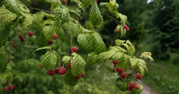 Paprastoji-aviete-Rubus-idaeus-L-1