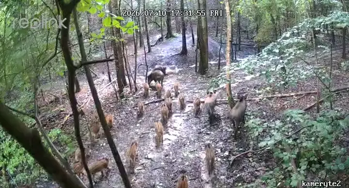 Šernės su šerniukais Kauno marių regioniniame parke
