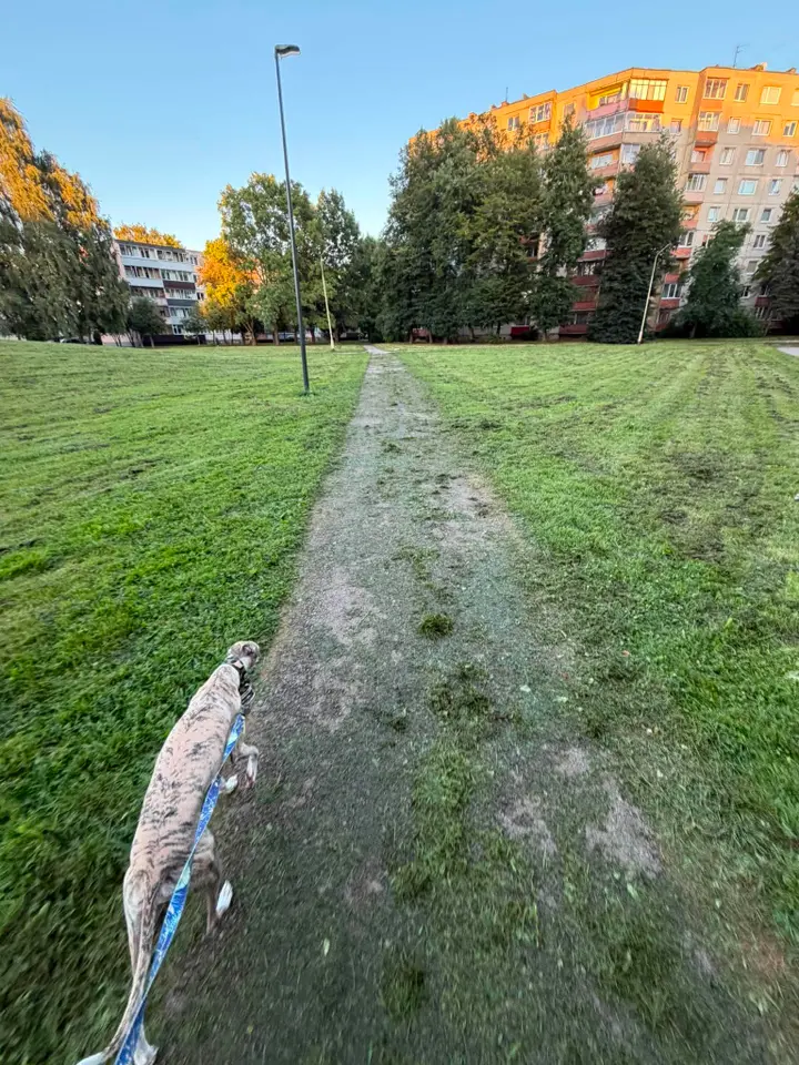 Ant pėsčiųjų tako palikta nupjauta žolė