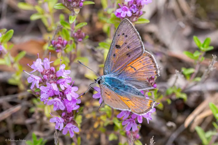 Čiobrelinis auksinukas (Lycaena alciphron) / VMU nuotr.