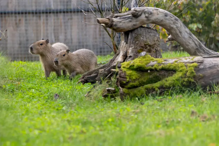 Pirmoji kapibarų diena Lietuvos zoologijos sode