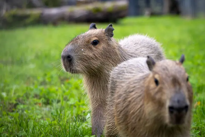 Pirmoji kapibarų diena Lietuvos zoologijos sode