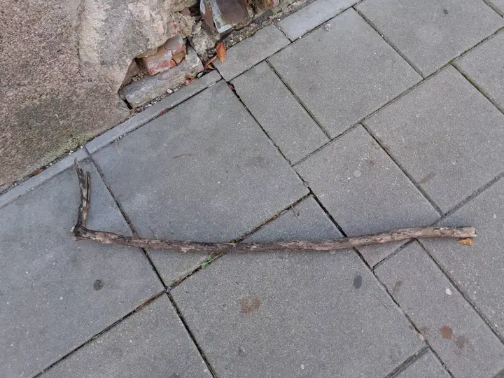 Nukritusi šaka