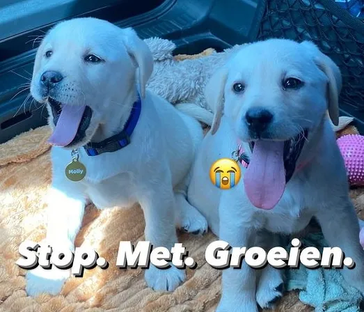 noavahle 1708857632 3310460238529883067 200028606 3