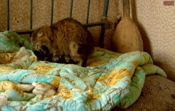 chernobyl 13