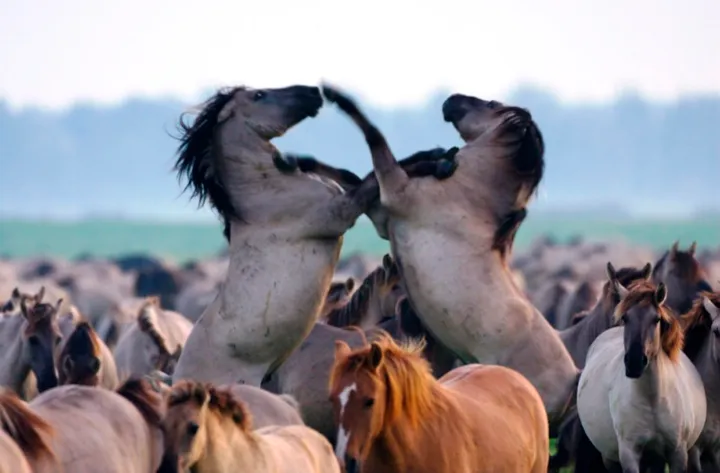 de nieuwe wildernis 47042679 st 3 s low