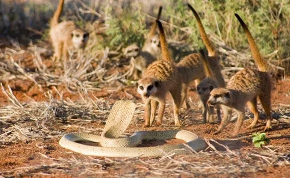 meerkats2