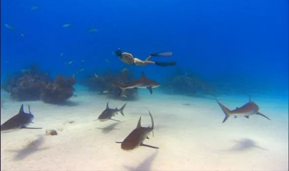 sharkwater01