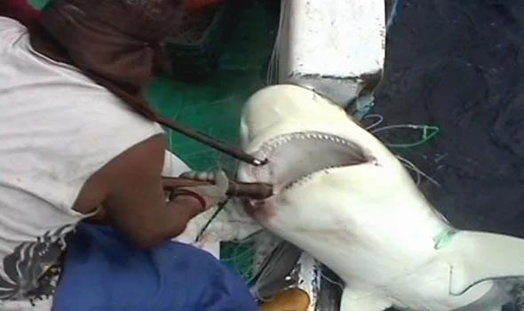 sharkwater02
