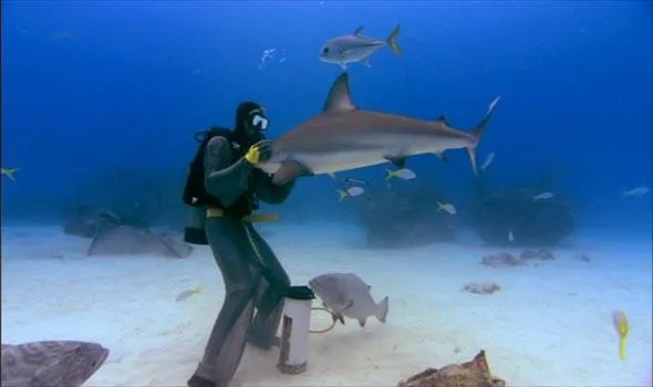 sharkwater03