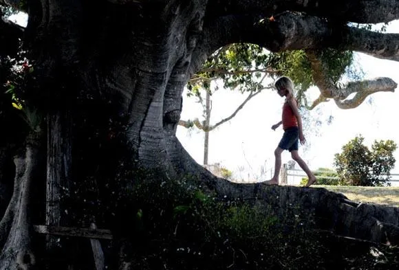 the tree 1