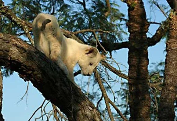 white lion 1