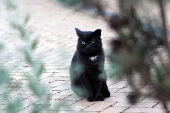 „Nidos Kuršis“ murkis nuolatinis lankytojas / M. Patašiaus nuotr.