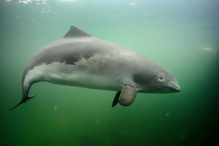 Baltijos jūros kiaulė / Schweinswal Ostsee Fjord nuotr.