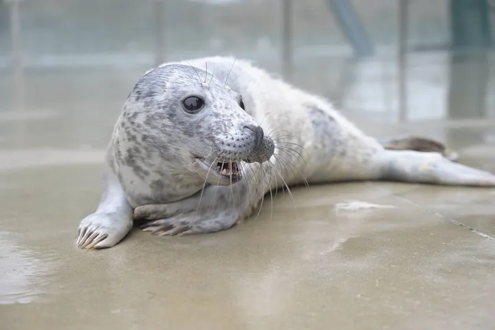 Ruoniukas Lietuvos jūrų muziejaus Baltijos jūros gyvūnų reabilitacijos centre