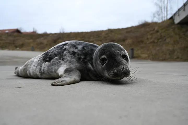 Ruoniukas / P. Kulikov nuotr.