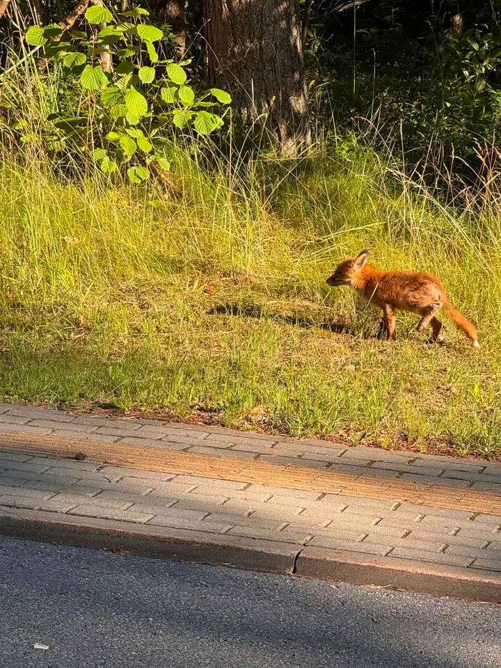 Batus vagiantis lapiukas