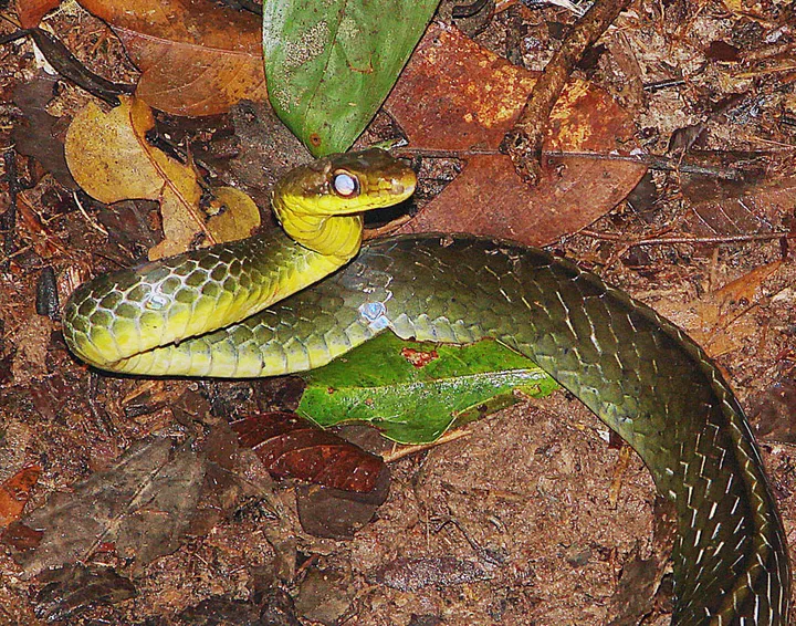 chironius carinatus the amazon whipsnake