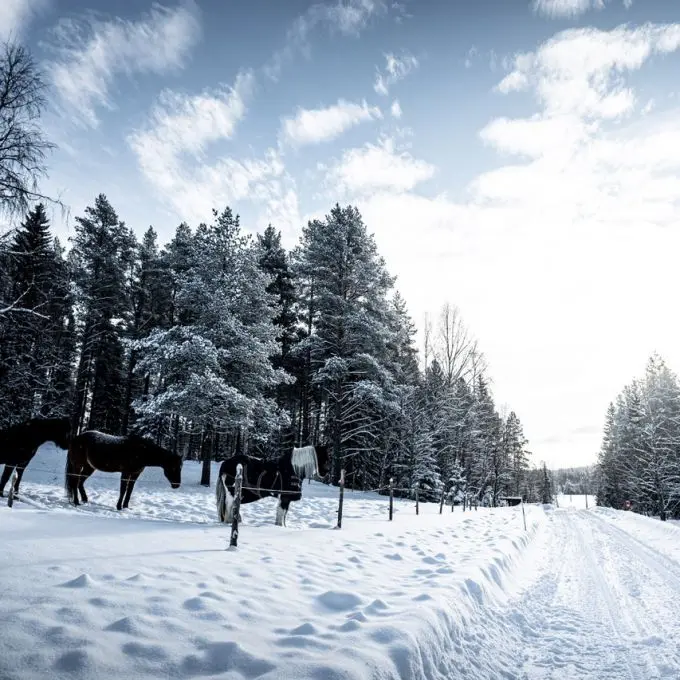 Rally Sweden 2024 winterse klassementsproeven 1