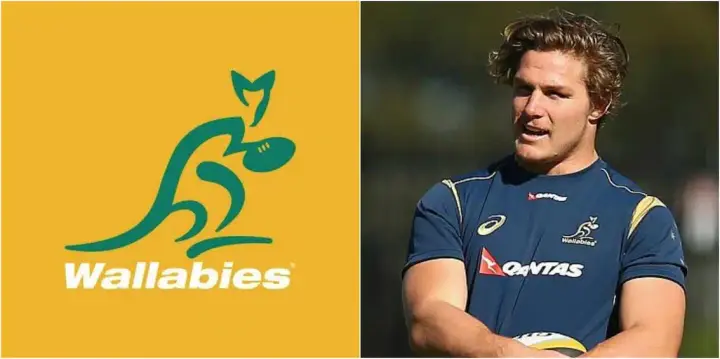 wallabies 1
