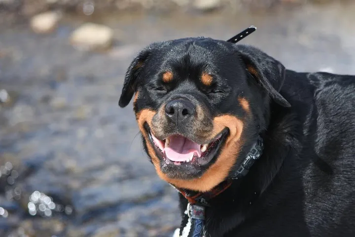 dog 4386370 1280