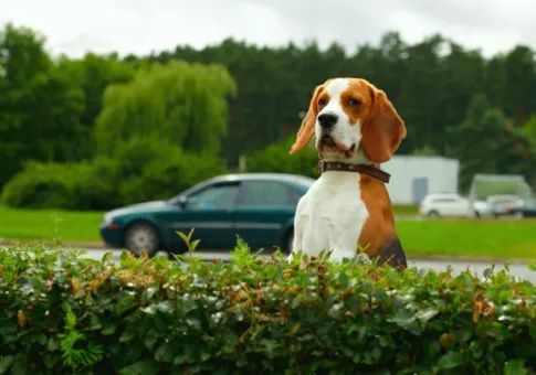 0806 beagle 485x340
