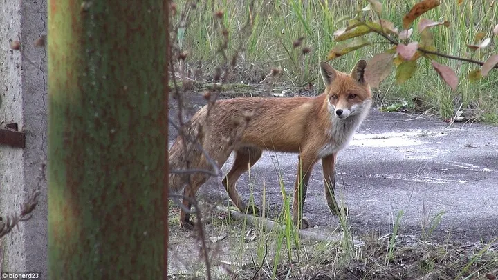 27ea5c1900000578 3056382 the chernobyl exclusion zone has become an area for wildlife inc a 7 1430127456329