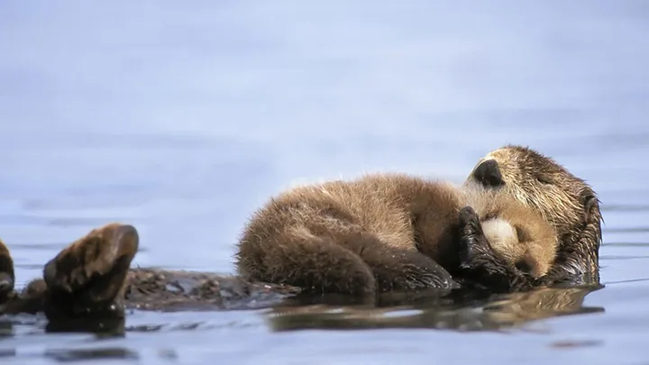 animal parents 17 2