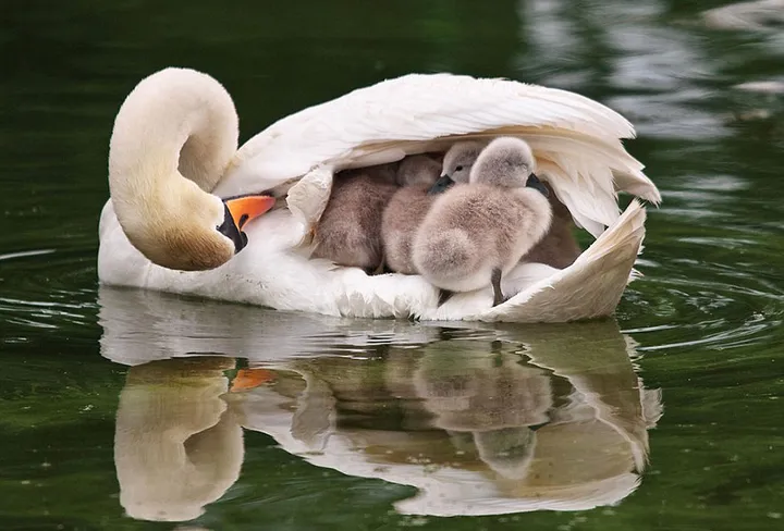 animal parents 2