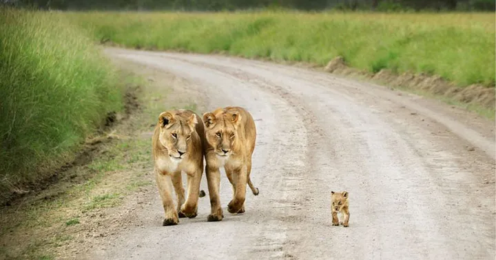 animal parents 23