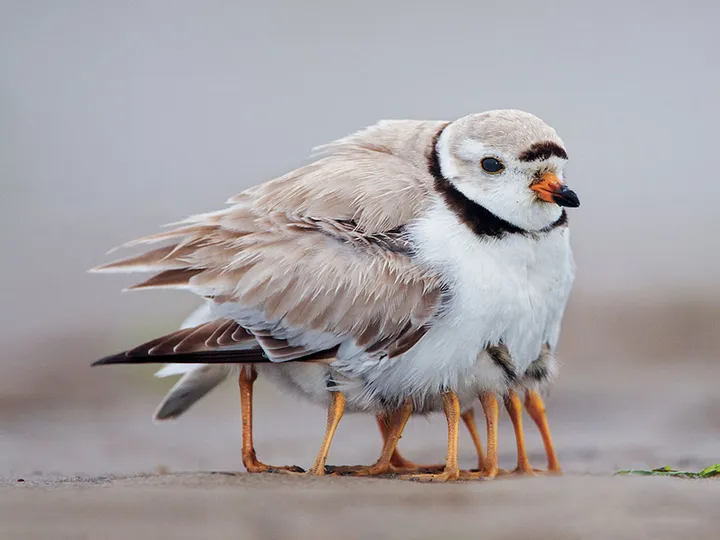 animal parents 24