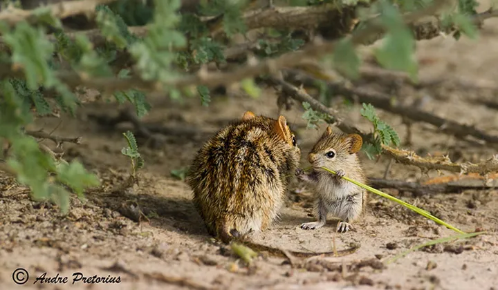 animal parents 26