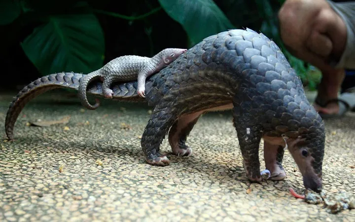 animal parents 33