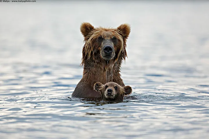 animal parents 9
