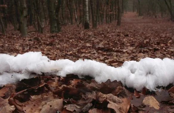 anp 13816781 584x379