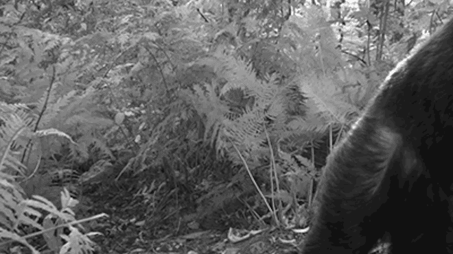 chimp1 ed