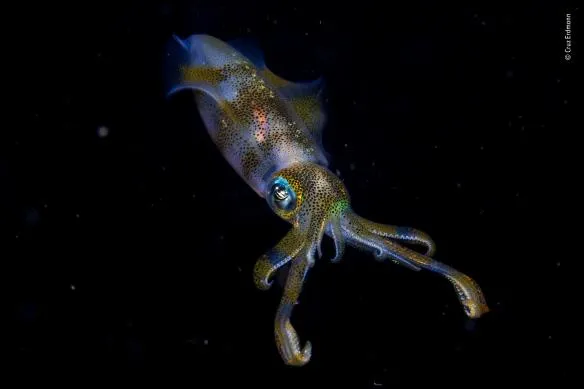 cruz erdmann wildlife photographer of the year 584x389