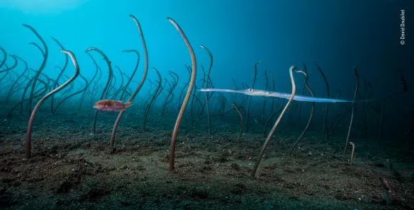 david doubilet wildlife photographer of the year 584x297