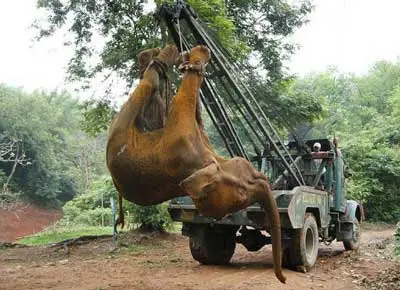 deadelephant