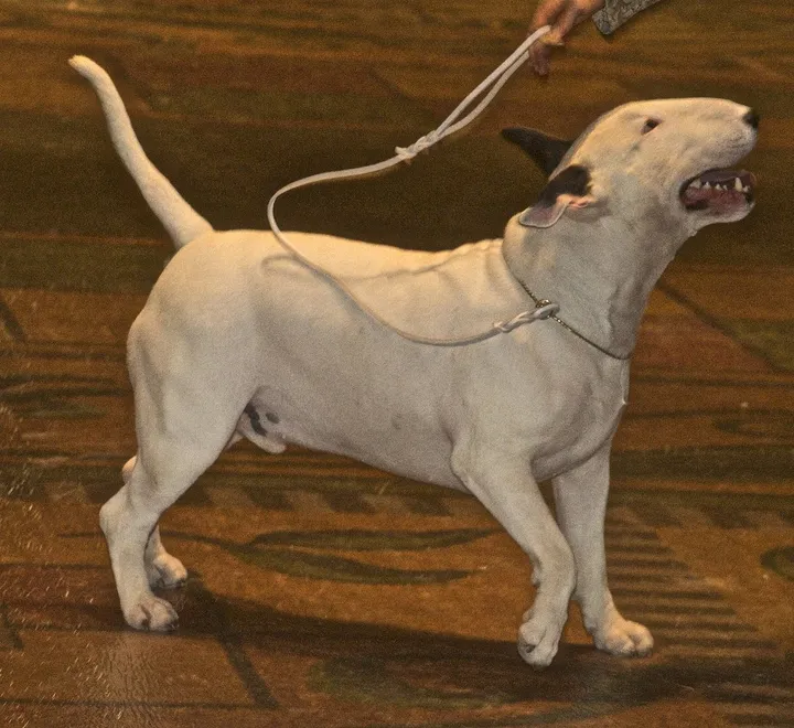 dog 2