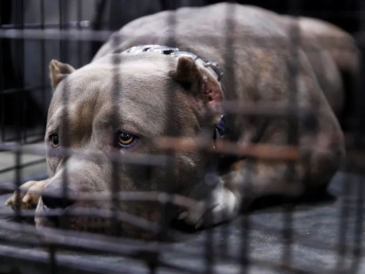 dog cage