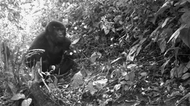 gorillas ed