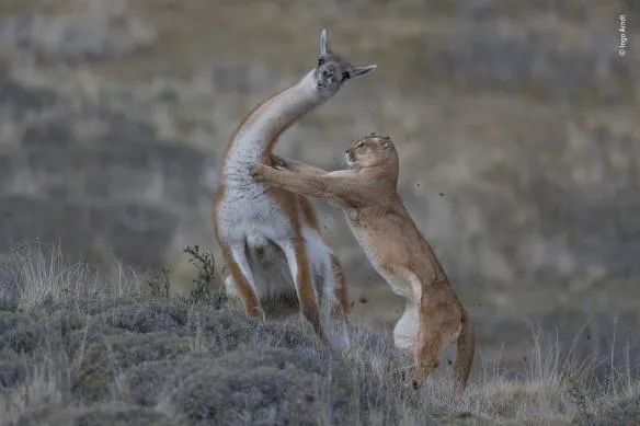 ingo arndt wildlife photographer of the year 584x389